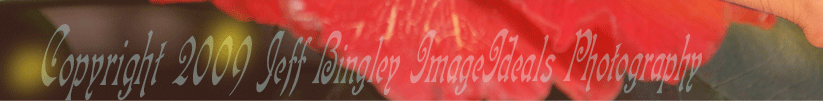 go to the photographer's site